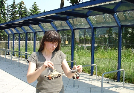 Biologin Sibylle Winkel mit toten Jungspechten an einer Glasfront im S-Bahn-Bereich Offenbach-Bieber (Foto Matthias Kuprian)