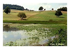 Der Klesberger Weiher (Foto Sibylle Winkel).