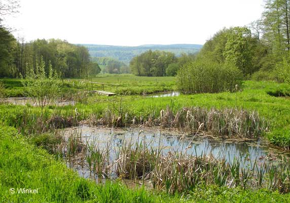 Das Amphibienparadies - ein kleines, aber artenreiches Schutzgebiet