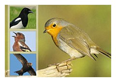 Stunde der Gartenvgel