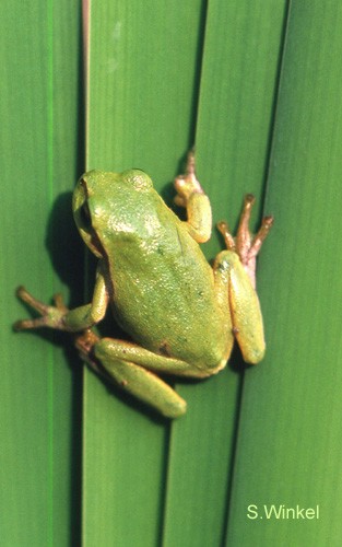 Der Laubfrosch soll ein Trittsteinbiotop erhalten (Foto: Sibylle Winkel)